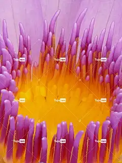 荷花 开花 盛开 紫色的 花 美丽的花朵 花壁纸 唯美壁纸