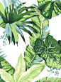 Stroheim Santa Barbara Wallpaper | AmericanBlinds.com #recency #hollywood #palm