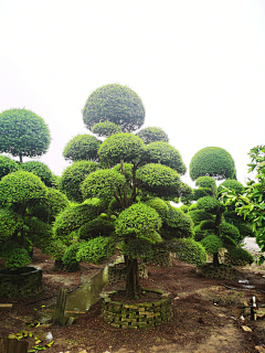 顾慕兰采集到植物品种