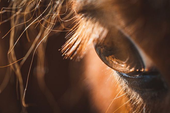 Eye, Horse, Detail, ...