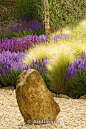 Gravel garden with rock, Salvia Wesuwe, Salvia X Superba, Stipa Tenuissima: 