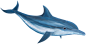 PNG动物素材海豚png动物素材PNG素材免抠素材无背景素材透明素材png元素合成素材动物素材design