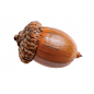 Single Acorn