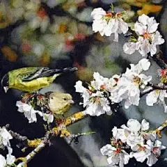 水彩---樱花-梨花-桃花-海棠花、梅花 - 高清图片，堆糖，美图壁纸兴趣社区