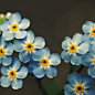 blue flowers