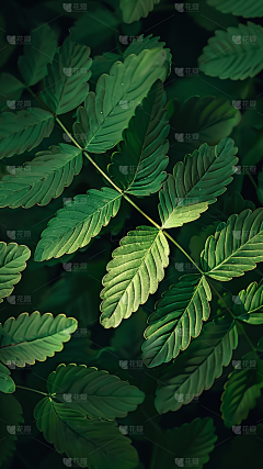 YFOCZ4lX采集到背景图