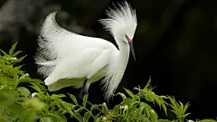 白鹭鸶-鸟类摄影壁纸