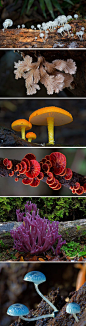 Radically Diverse Australian Fungi Photographed by Steve Axford http://www.thisiscolossal.com/2015/05/radically-diverse-australian-fungi-photographed-by-steve-axford/: 