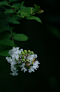 独坐黄昏谁是伴？
紫薇花对紫微郎。
白居易