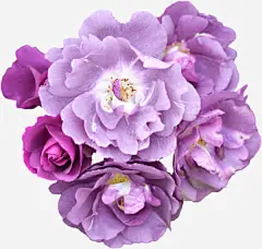 紫色鲜花高清素材 手绘 月季花 玫瑰花 紫色 花朵 鲜花 免抠png 设计图片 免费下载