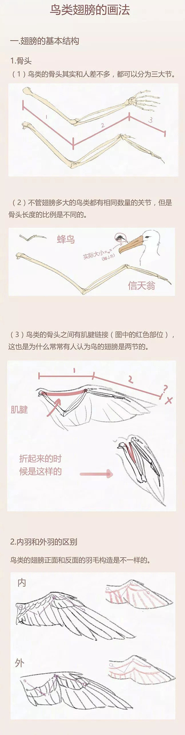 【绘画教程】如何绘制一对准确好看的翅膀？...