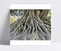 榕树树根|根,老树,榕树,摄影图片,生命,树根,植物,植物图片,植物照片,老树与老屋,老树老鹿老鸟,老树老寺,奇树高树老树