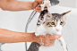 Canva-Bathing-a-cat