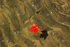 浮叶