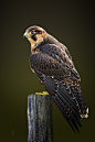 Barbary falcon (Falco pelegrinoides) : Young Barbary falcon (Falco pelegrinoides)