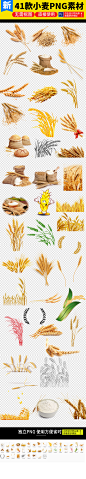 小麦麦穗稻谷高粱图片素材
