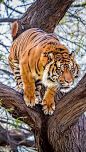 The power, to me, is what I see when I look at this tiger. Just love animals :)