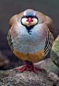 librariansheart:

alanshapirophotography:

Chukar on Flickr.

The Chukar Partridge, national bird of Pakistan, has a name derived from Sanskrit and inhabits a large horizontal swath across the Middle East and Asia.  There are also some small colonies in t