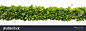 Green hedge or Green Leaves Wall on isolated