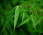 Rain Drops on Bamboo Leaves by Nate A on 500px