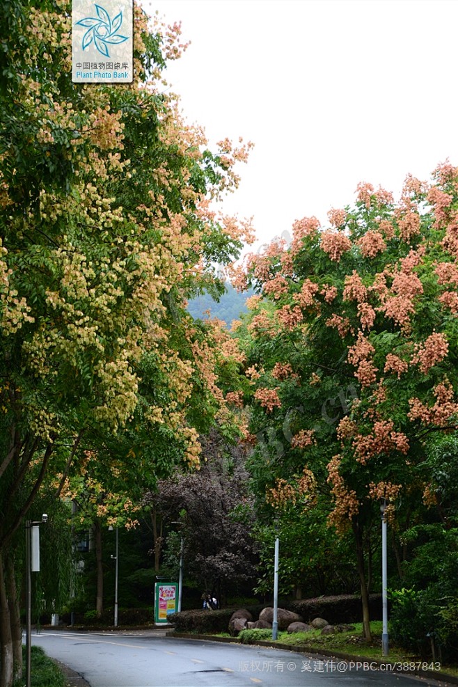 复羽叶栾树 Koelreuteria bipinnata Franch. 中国植物图像库