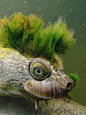 Just a punky, endandgered Turtle with an algae mowhawk (Elusor macrurus), native to Australia.