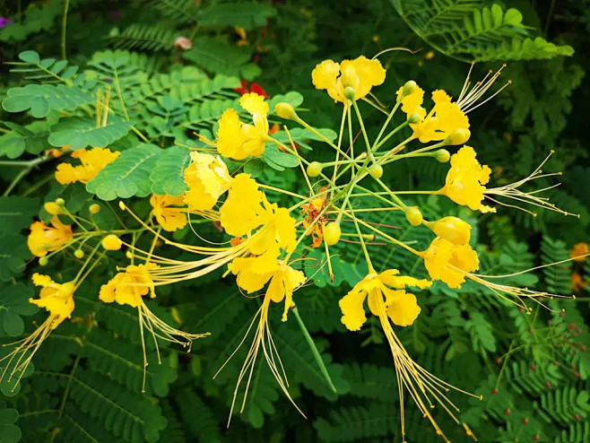 《我为花狂》 金凤花，也叫洋金凤、黄蝴蝶、蛱蝶花，因为它像蝴蝶，又像彩凤。 金凤花是热带物种，在我国的广东、广西、台湾地区十分普遍。它的叶子有 ...