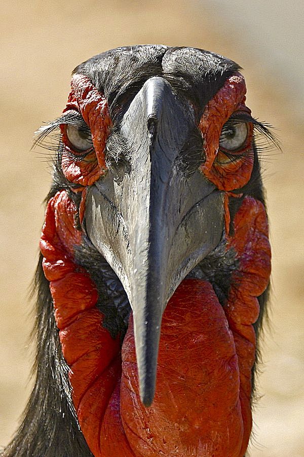 Ground Hornbill