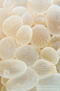 Champagne colored Bubble Coral: 