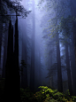 (11) Tumblr