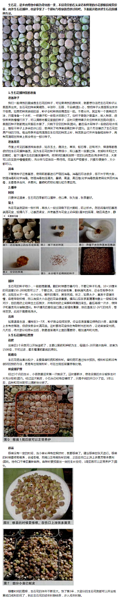 吃石头鱼的猫采集到种植