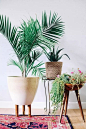 其实一盆高颜值的绿植就是最好的软装搭配 #客厅# #简约#  #植物搭配# #软装设计#