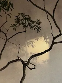东方美学｜光影扶疏，静默成诗_11_阿婷吖ATY_来自小红书网页版