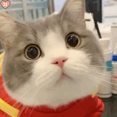 可爱猫咪表情包动图
是会笑的小土豆鸭~太治愈了