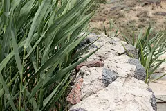 长长的绿叶长在石头篱笆上。在海边的海滩上。