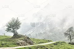 雨后，一棵孤独的树和一条进入意大利阿尔卑斯山脉蒙塔尼奥尔巴斯山迷雾中的小路，厚重的云，潮湿的草和树木