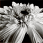 darlene-shiels-gerbera.jpg