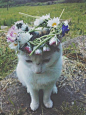 aesthetic, animal, cat, flowers, grunge, hipster, indie, kitty, nature, pale, pastel, pretty, soft grunge, tumblr