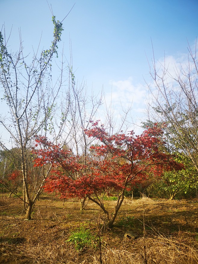 斜飘红枫