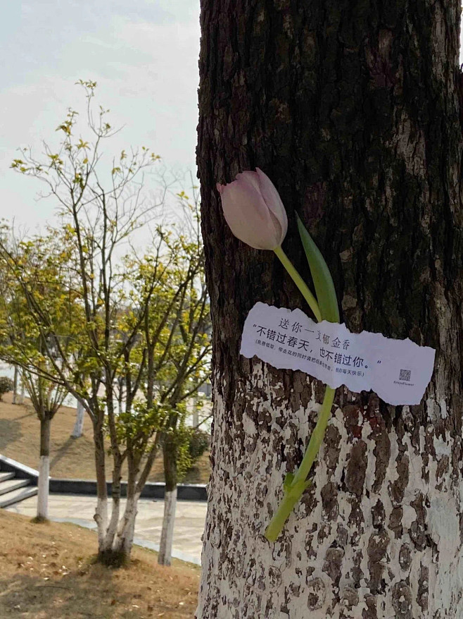 
春花如约而至，开得热热闹闹的，站在这样...