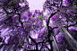 日本，枥木县足利花卉公园的紫藤花（据说是全日本最大的紫藤）

