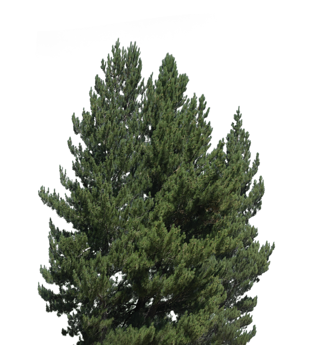 Conifer Trees (47)