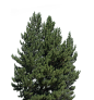 Conifer Trees (47)