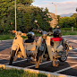 Photo by super_cub_TW on August 24, 2021. May be an image of motorcycle and outdoors.