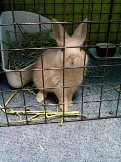 岛国网友家的蹦星人，靠着虚胖的外表，骗过了主人越狱成功！！！ ​​​#漫画# ​​​​