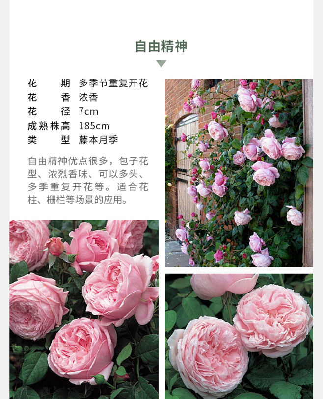 海蒂的花园海妈家夫人蓝色阴雨龙沙冰山爆花攀援爬藤拱门花墙月季-淘宝网