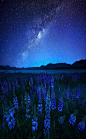 午夜蓝 - 羽扇豆和星，特卡波湖，新西兰