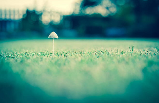 Photograph Mushroom ...