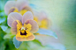 Jacky Parker在 500px 上的照片Simply Violas