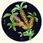 插画花卉系列-桂花